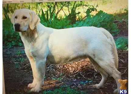 Labrador Retriever